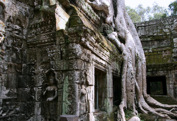 Il Ta Prohm è inconfondibile