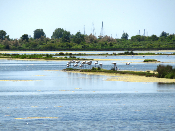 La laguna di Grado