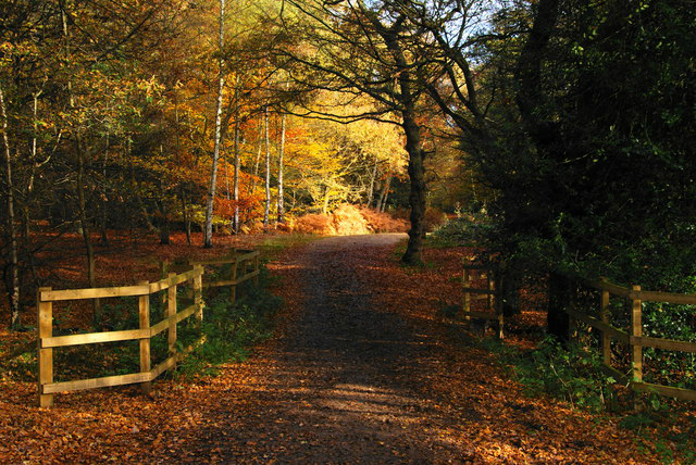 Epping Forest 