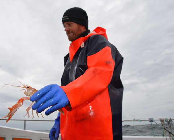 A Smögen per la pesca degli scampi 