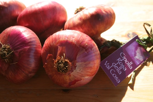 La cipolla rossa della Val Cosa 