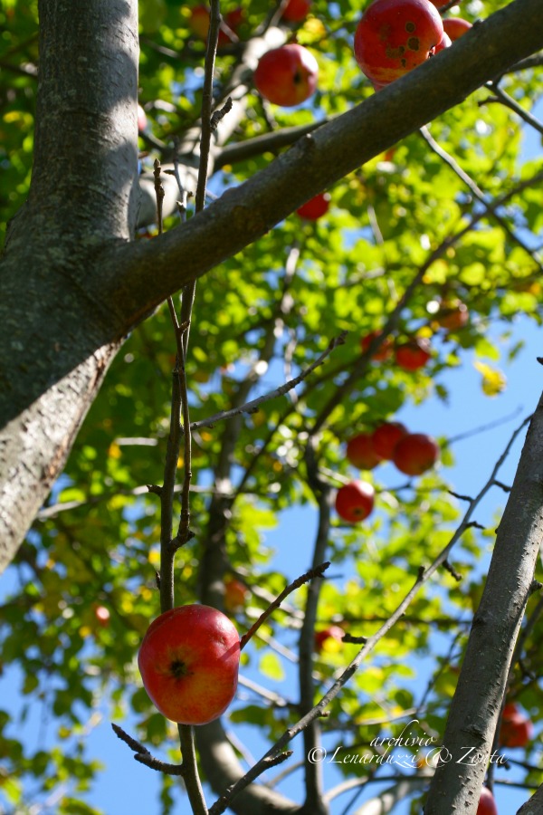 Un frutteto in Val Cosa