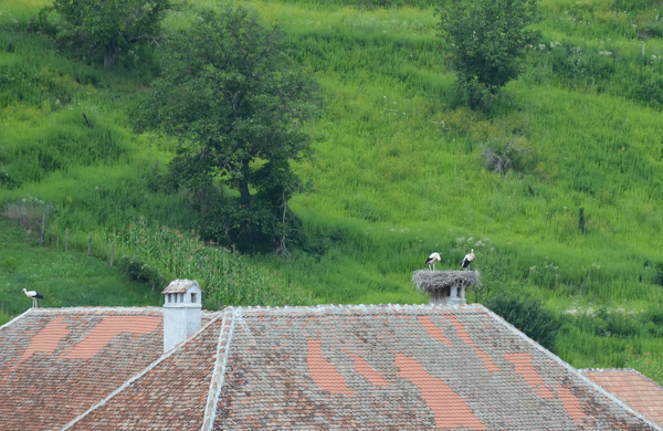 Le cicogne sui tetti di Biertan