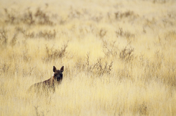 Hyaena brunnea 