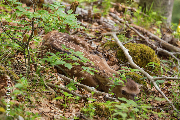 Forest Beat, capriolo