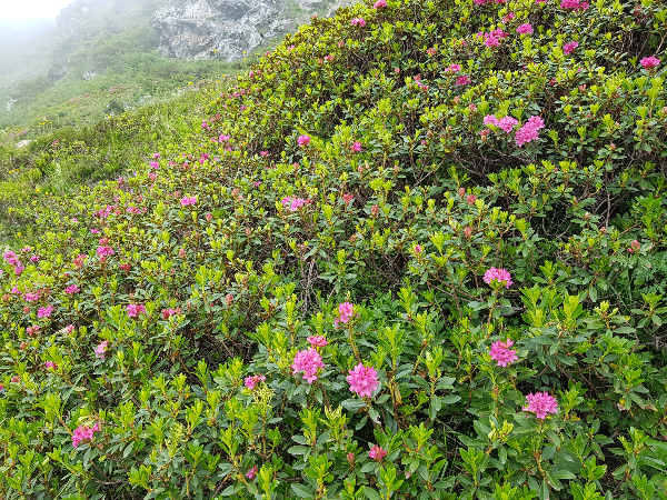 Le rose alpine sui monti della valle di Alpbachtal