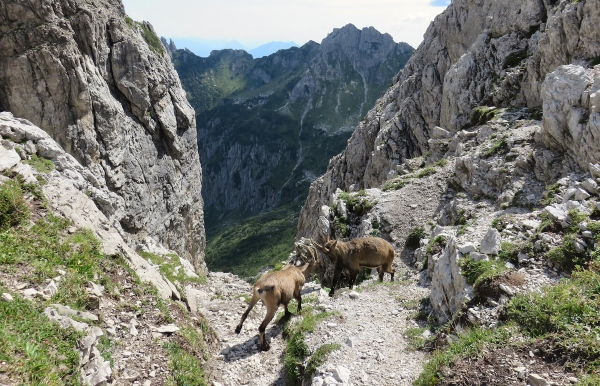 due stambecchi, Passo del Mus