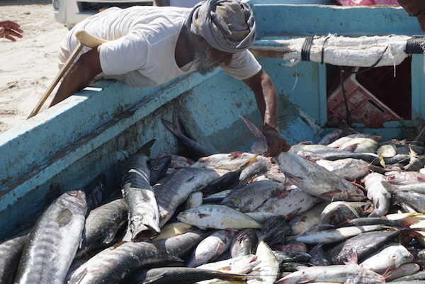 Il pesce arrivato a Khaluf in Oman