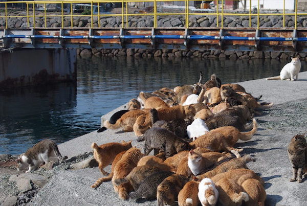 Aoshima, l’isola dei gatti 