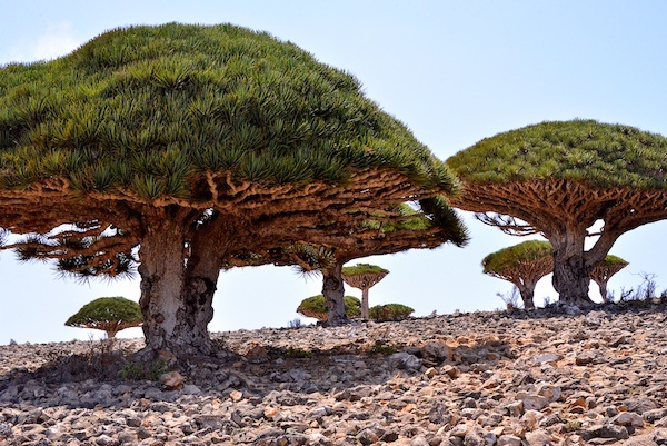 Socotra