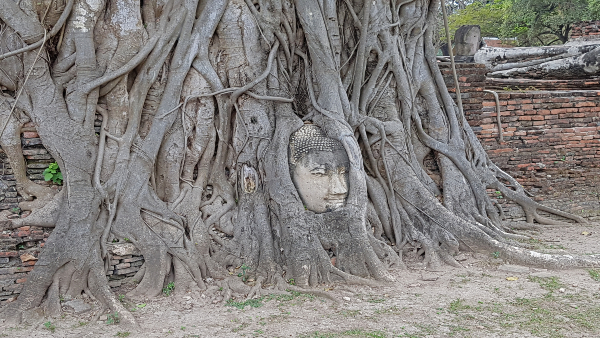 La famosa testa del Buddha di Ayutthaya