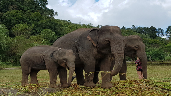 Esperienze etiche con gli elefanti a Chiang Mai