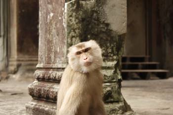 Scimmia ad Angkor