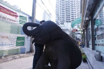 Elefante in città