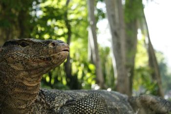 Water Monitor