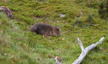 Un wombat per l’appunto