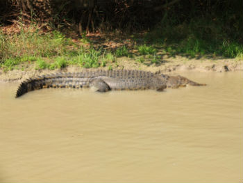 Coccodrillo