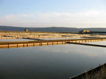 Saline di Sicciole