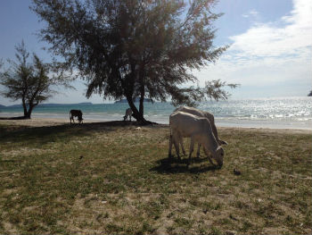 Lungomare Otres Beach