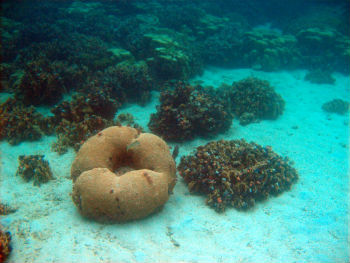 Facendo snorkeling