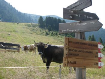 Mucche al pascolo in alta montagna
