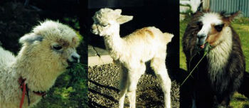  Cuccioli di Alpaca e Lama