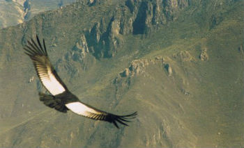 Cruz del Condor 