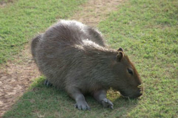 Un capibara