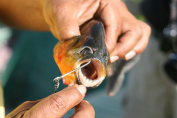 Piranha