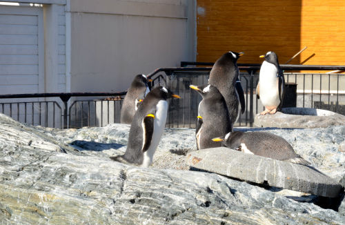 I pinguini all'acquario di Bergen
