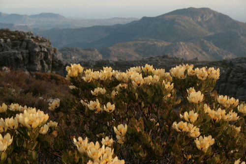 Flora, Table Mountain 