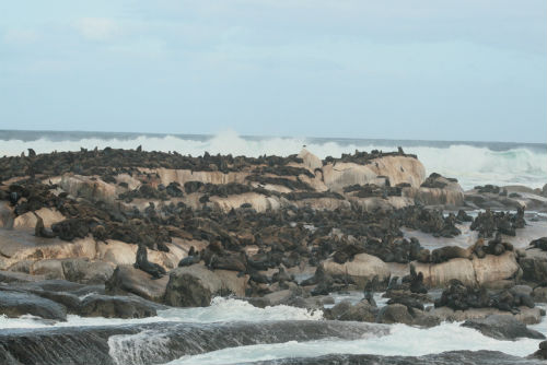 L'isola di Duiker 