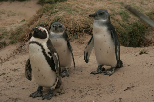 Camminare tra i pinguini non ha prezzo