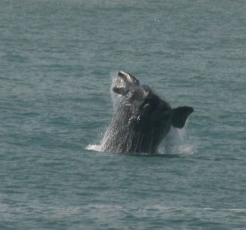 Balena in movimento