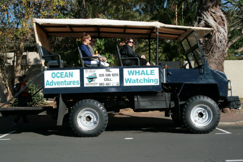 In partenza per il whale watching