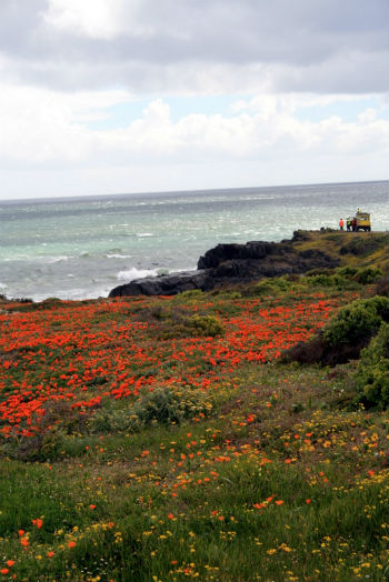 West coast: oceano e fiori