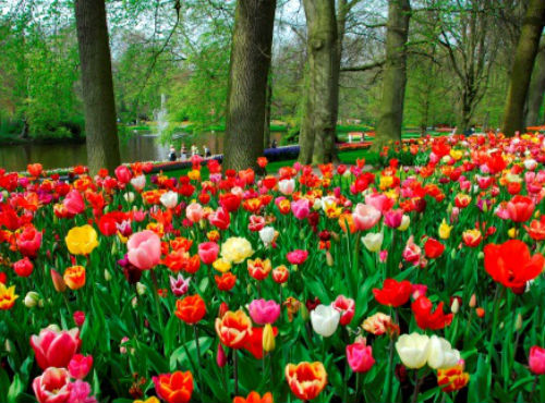  Tulipani in Olanda? 