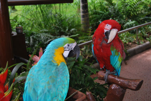 I pappagalli
