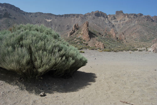 Strana vegetazione