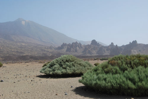 Strana vegetazione