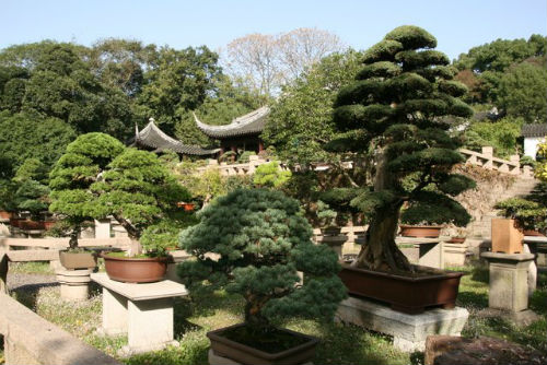 Super bonsai Collina della Tigre