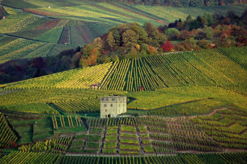 Le vigne nella regione di Stoccarda 