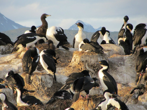 Cormorani sull'Isla de los Pajaros