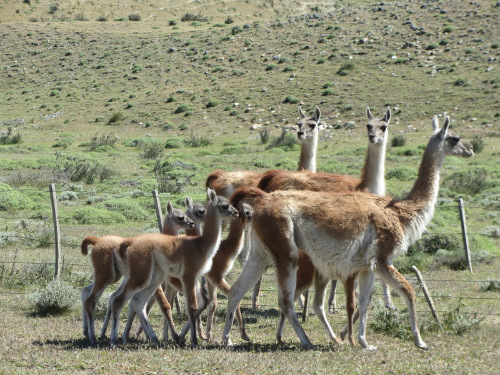 Guanachi e guanachi(ni)