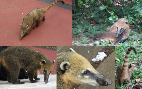 Coati. Attenzione al vostro cibo!