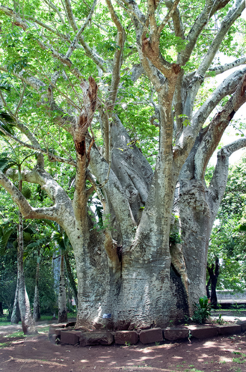 Baobab