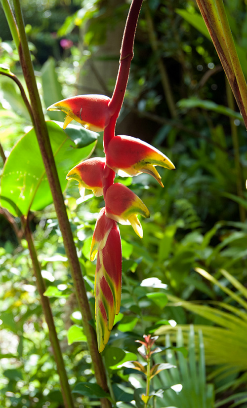 Heliconia