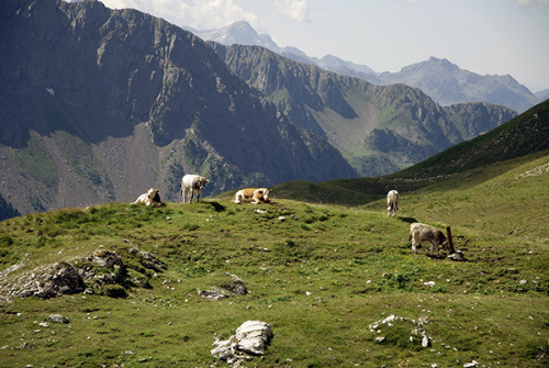 San Pellegrino: le mucche al pascolo