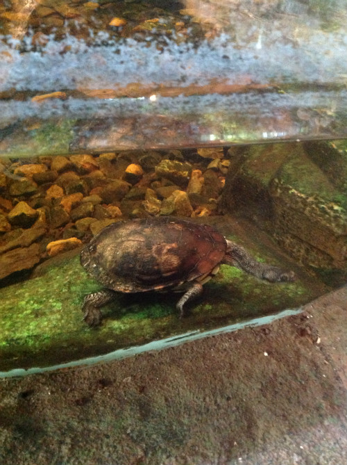Snake necked turtle (tartaruga collo di serpente) 