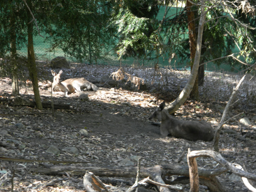 Red Necked Wollaby and Whiptail Wallaby